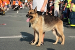 2012-07-27-volksfest-eddi-0109.jpg