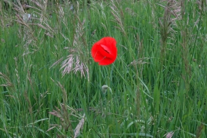 2015-05-29-regensburg-micha-0014.jpg